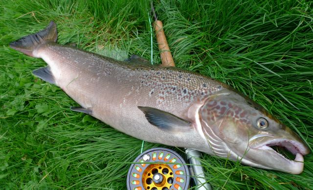 francois-saumon-82cm10livres-mouche