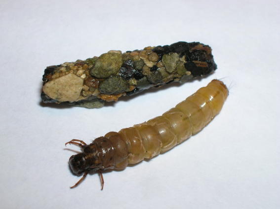 larve-trichoptre