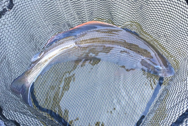 Stage de pêche à la mouche en Savoie - GOODtime